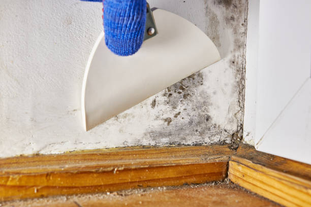 Best HVAC Mold Inspection and Cleaning  in North Amityville, NY