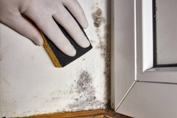 Best Crawl Space Mold Remediation  in North Amityville, NY